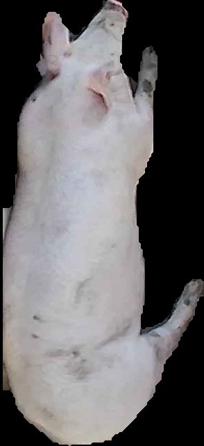 Crop