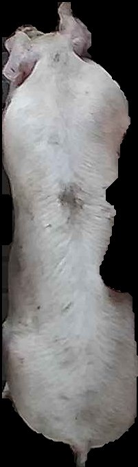 Crop