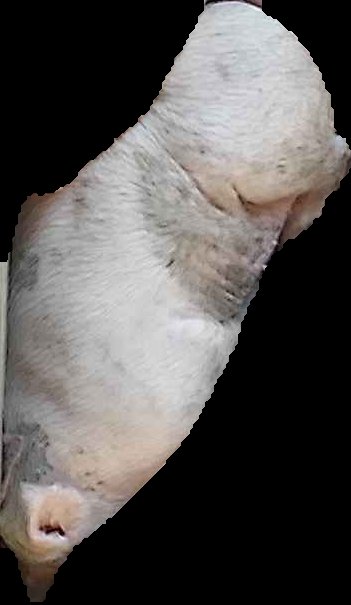 Crop
