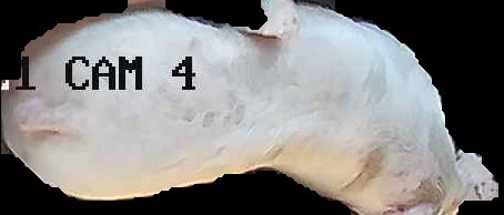 Crop