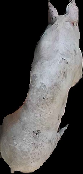 Crop