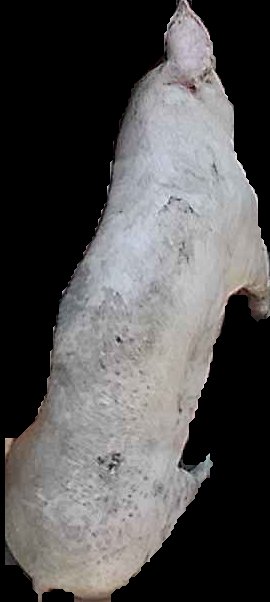 Crop