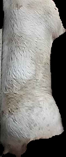 Crop