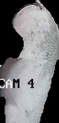Crop