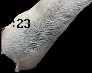 Crop