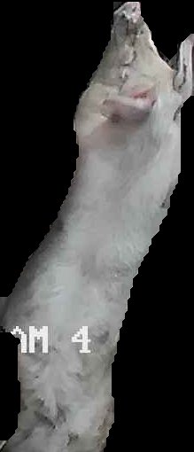 Crop