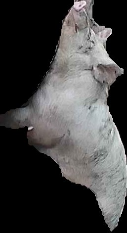 Crop