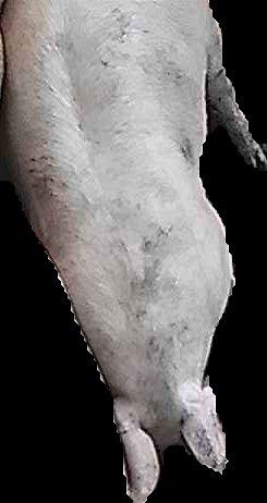 Crop