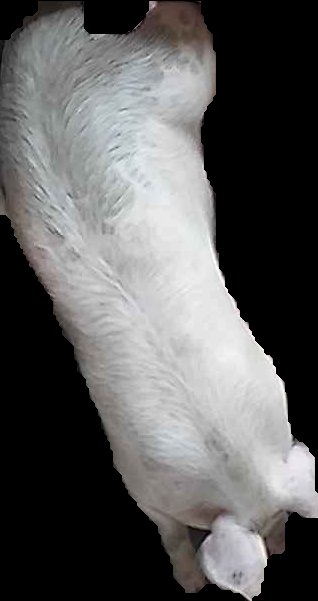 Crop