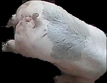 Crop
