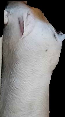 Crop