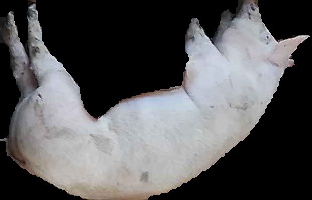 Crop