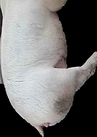 Crop