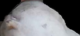 Crop