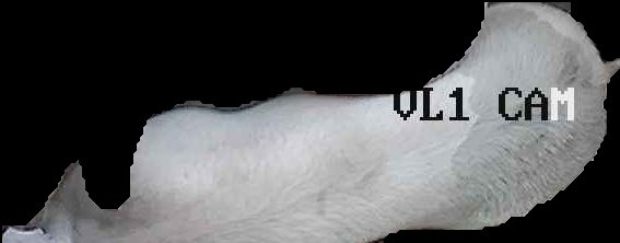 Crop
