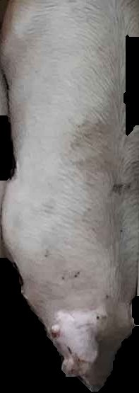 Crop