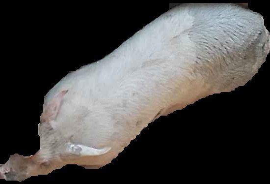 Crop