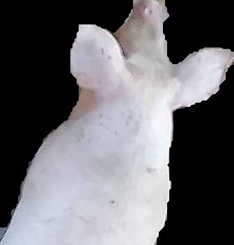 Crop