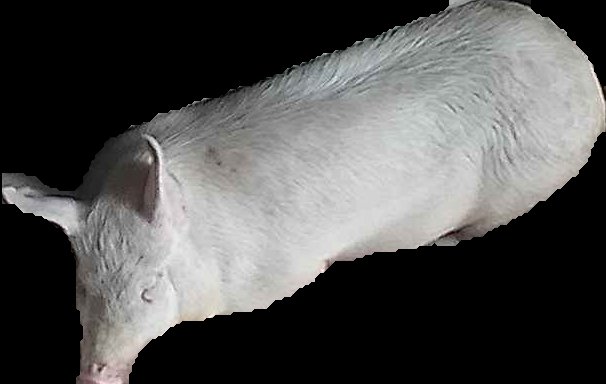 Crop