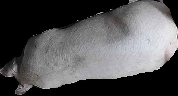 Crop
