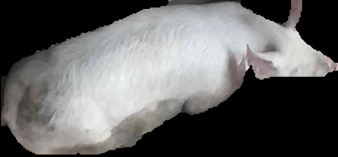 Crop
