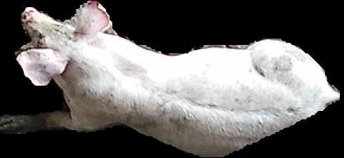 Crop