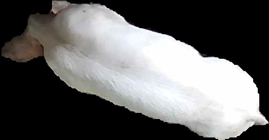 Crop