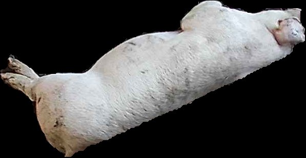Crop