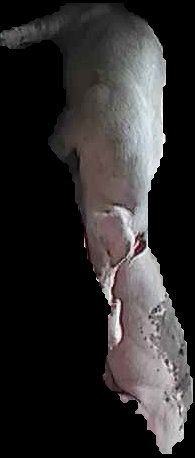 Crop