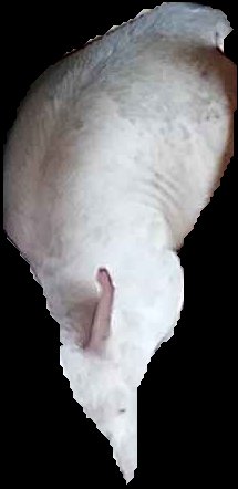 Crop
