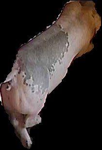 Crop