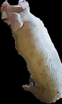 Crop