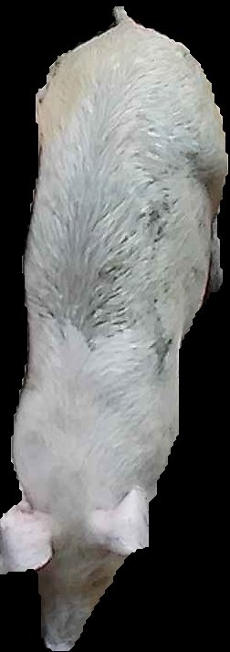 Crop