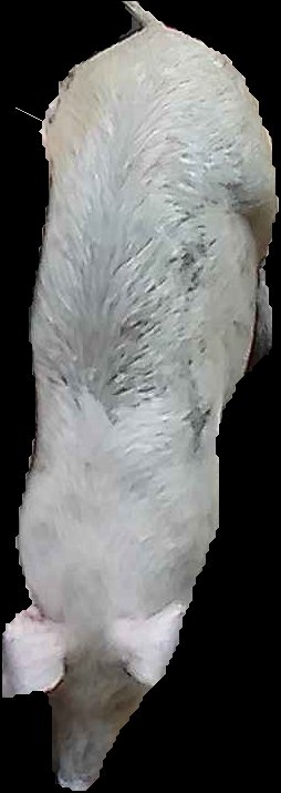 Crop