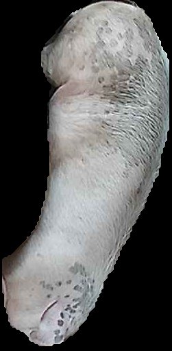 Crop