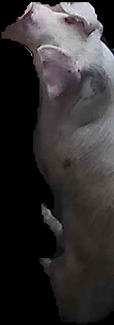 Crop
