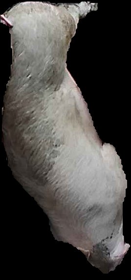 Crop