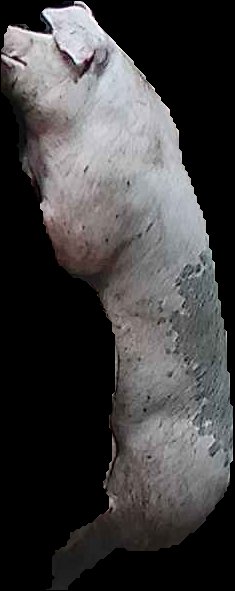 Crop