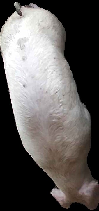 Crop
