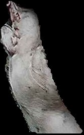 Crop