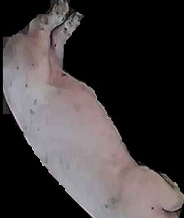Crop