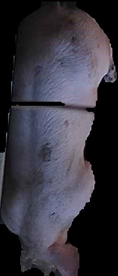 Crop