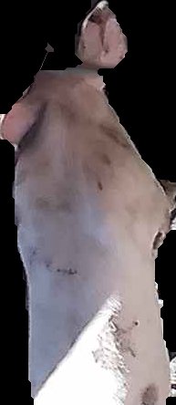 Crop