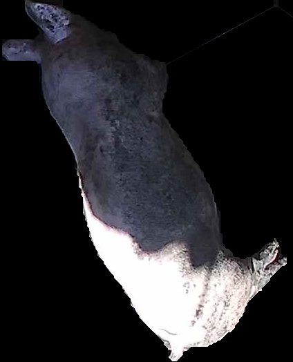 Crop