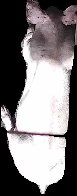 Crop