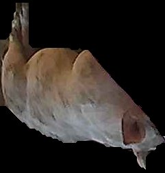 Crop