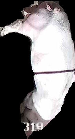 Crop