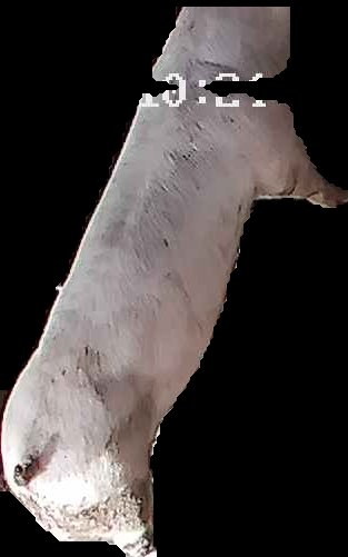 Crop