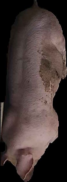 Crop