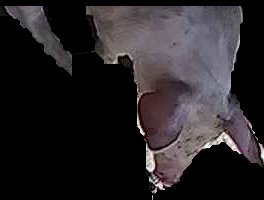 Crop